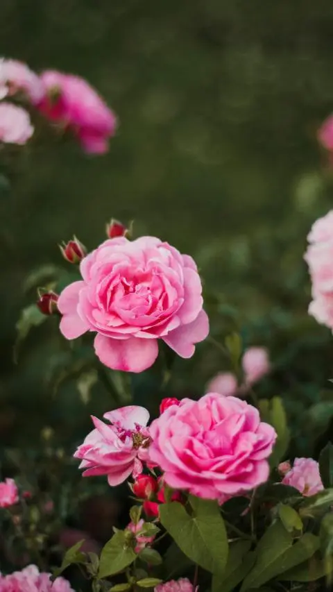 Pink Roses represent gratitude