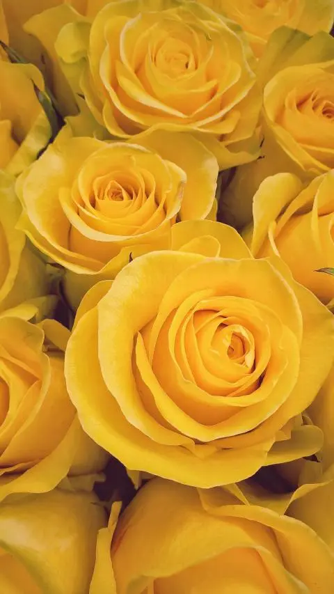Represent friendship with Yellow roses.