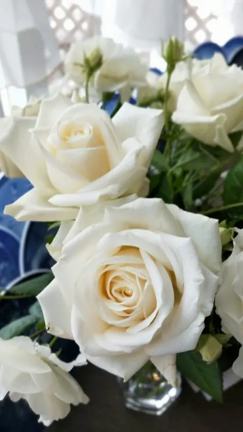 Recognize purity with White roses.