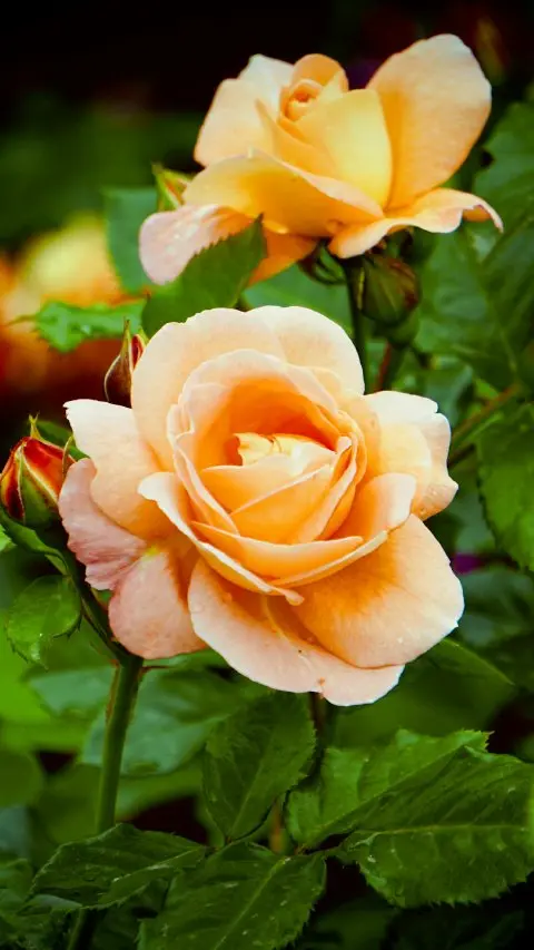 Peach roses to warm hearts.
