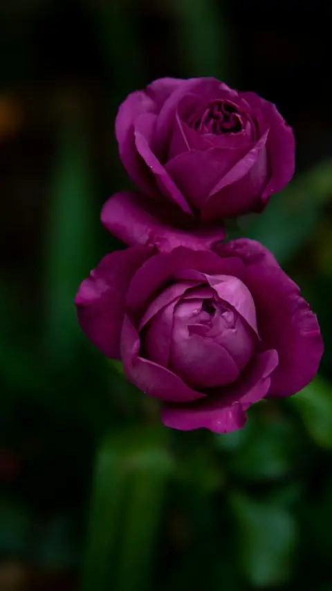 Celebrate Wonder with Lavender roses.