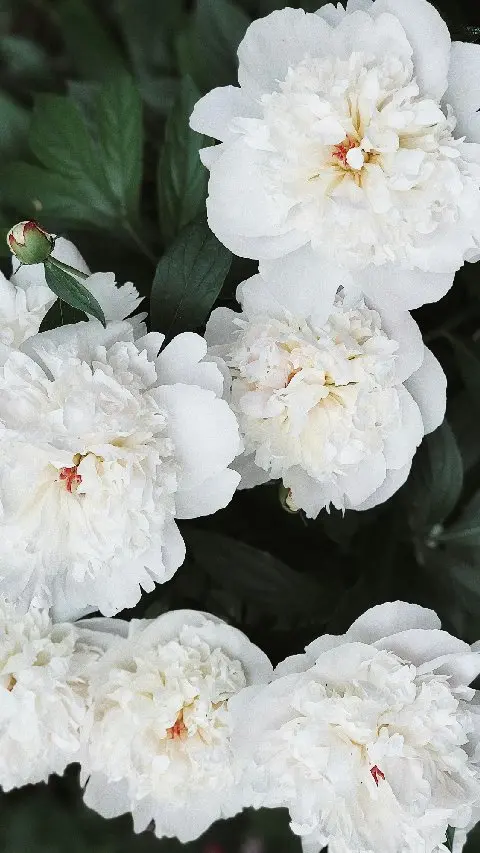 Mothers Day Peonies represent abundance.