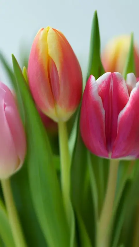 Mothers Day Tulips add a special touch