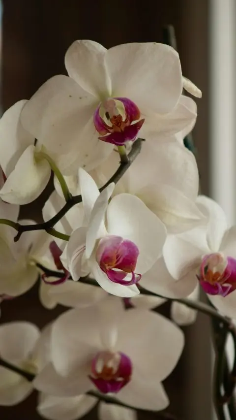 Mothers Day Orchids add Beauty and symbolism to a Mothers Day Flower Arrangement.