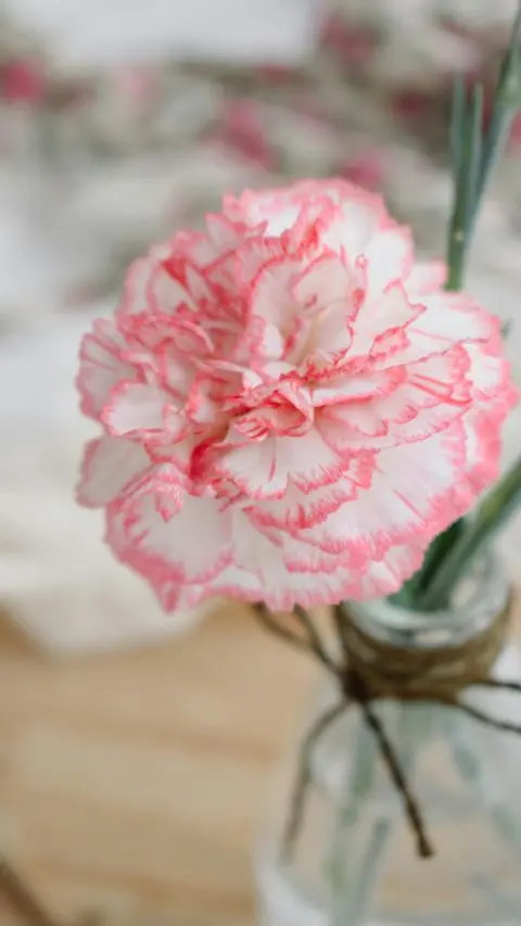 Carnations are a traditional Mothers Day flower.