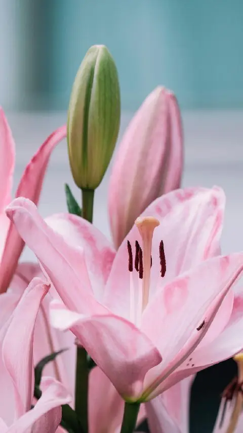 Lilies create a special touch to Mothers Day flower Arrangements.